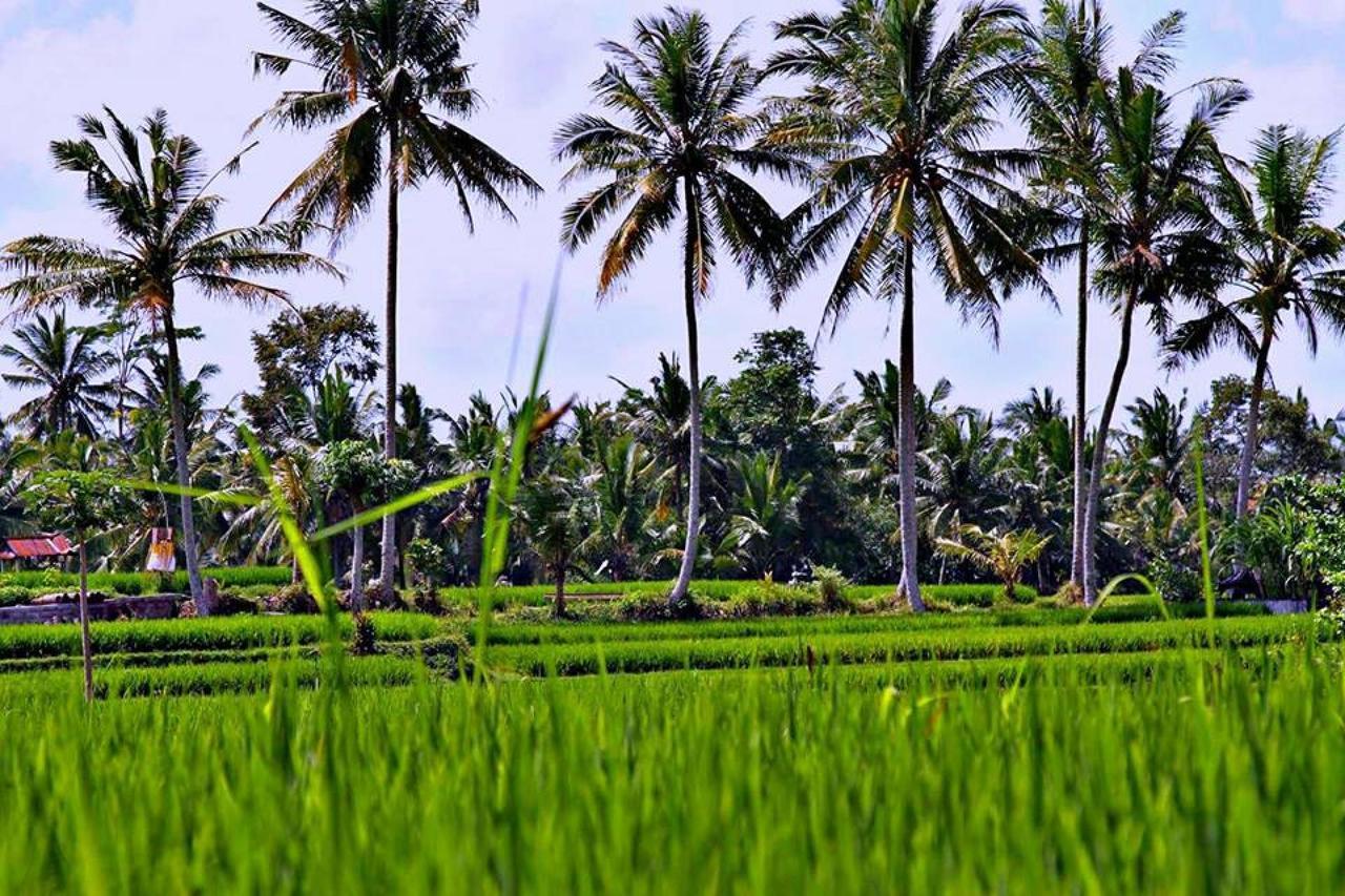 White Villa Ubud Exterior photo